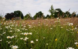 Botanisch grasland - Oirschot - Spoordonk