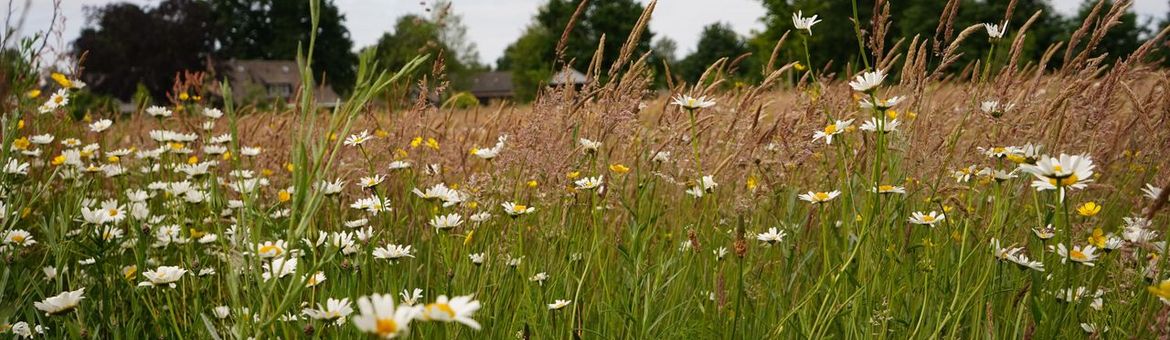Botanisch grasland - Oirschot - Spoordonk