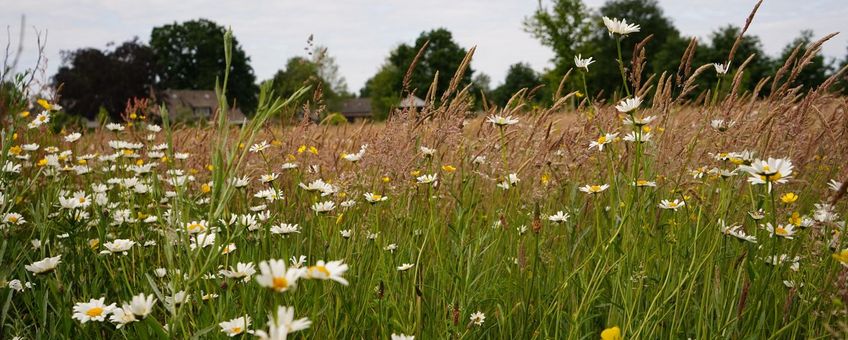Botanisch grasland - Oirschot - Spoordonk