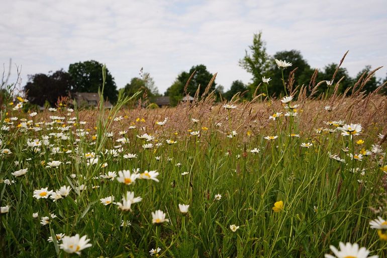 Botanisch grasland - Oirschot - Spoordonk
