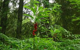 Daphne mezereum, Rood peperboompje