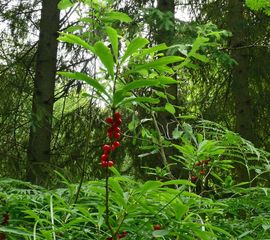 Daphne mezereum, Rood peperboompje