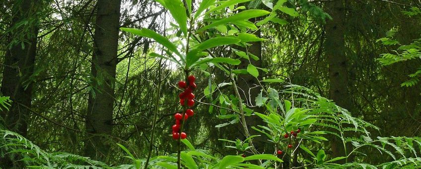 Daphne mezereum, Rood peperboompje
