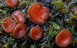 Lucien Rommelaars, Saxifraga Gewone wimperzwam