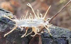 Parasitaire schimmel Akanthomyces aculeatus op een roesje, een nachtvlinder. De eerste vondst van deze schimmel voor Nederland