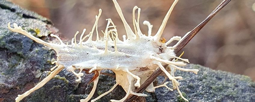 Parasitaire schimmel Akanthomyces aculeatus op een roesje, een nachtvlinder. De eerste vondst van deze schimmel voor Nederland