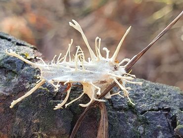 Parasitaire schimmel Akanthomyces aculeatus op een roesje, een nachtvlinder. De eerste vondst van deze schimmel voor Nederland