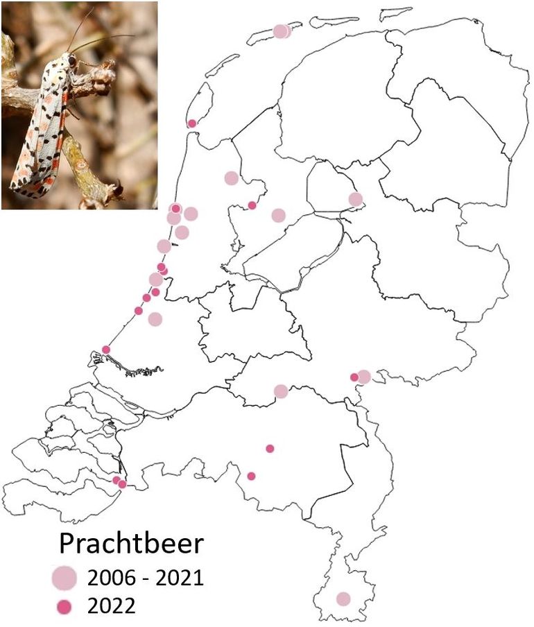 De waarnemingen van de prachtbeer tot en met 25 oktober 2022