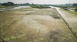 Rietmoeras in het rivierengebied van de Oude Rijnstrangen, betekent balanceren tussen nat en droog.