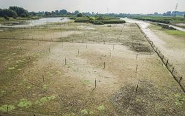Niek Klaassen Rietmoeras in het rivierengebied van de Oude Rijnstrangen, betekent balanceren tussen nat en droog.