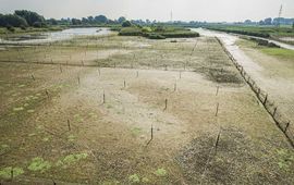 Rietmoeras in het rivierengebied van de Oude Rijnstrangen, betekent balanceren tussen nat en droog.