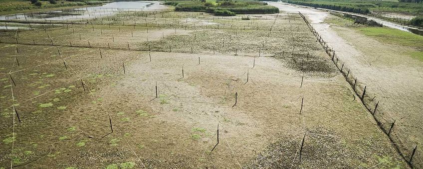 Rietmoeras in het rivierengebied van de Oude Rijnstrangen, betekent balanceren tussen nat en droog.