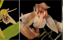 Van links naar rechts: De Aziatische epifytische orchideesoorten Pholidota fimbriata, Coelogyne fimbriata, Coelogyne fuscescens en Coelogyne cristata, die worden gebruikt vanwege hun geneeskrachtige werking