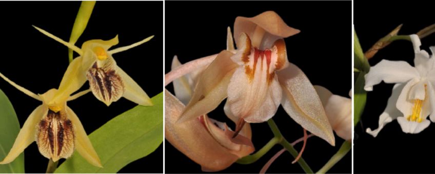 Van links naar rechts: De Aziatische epifytische orchideesoorten Pholidota fimbriata, Coelogyne fimbriata, Coelogyne fuscescens en Coelogyne cristata, die worden gebruikt vanwege hun geneeskrachtige werking