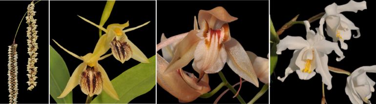 Van links naar rechts: de Aziatische epifytische orchideeënsoorten Pholidota fimbriata, Coelogyne fimbriata, Coelogyne fuscescens en Coelogyne cristata, die worden gebruikt vanwege hun geneeskrachtige werking