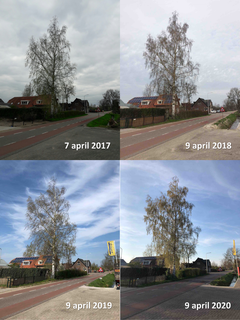 Berk in Bennekom rond 9 april 2017, 2018, 2019 en 2020