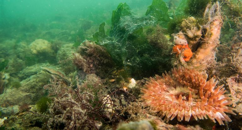 Schelpdierbank. Rechts een Zeedahlia. De Japanse oester is begroeid met de fel oranje Slingerzakpijp, de wit-beige Druipzakpijp en de grijsgele Ruwe aderspons. Het grootbladige groene wier is Zeesla. Verder zijn het pluizige roodwier Dasysiphonia japonica en het pluizige groenwier Derbesia marina te zien