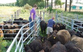 Gallowayrunderen in de kraal in de Vechterweerd