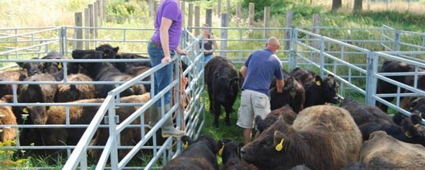 Gallowayrunderen in de kraal in de Vechterweerd