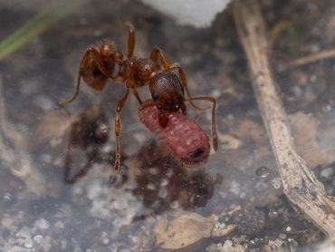 Het adopteren van de rupsen van het gentiaanblauwtje in de nesten van de enige geschikte waardmierensoort, de bossteekmier, blijkt één van de sleutelfactoren die de enorme afname van het gentiaanblauwtje verklaart