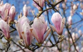 Magnolia
foto Wout van der Slikke