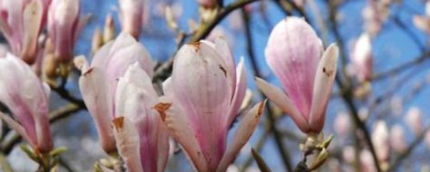 Magnolia
foto Wout van der Slikke