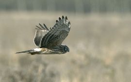 Blauwe kiekendief, vrouw