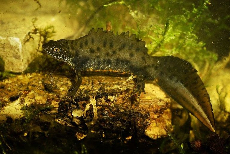 Kamsalamander in het voorjaar