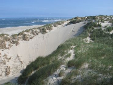 Dynamiek in de duinen is hard nodig