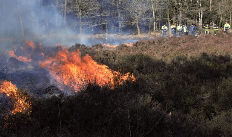 De brand verplaatst zich rustig over het heideveld. Aan de rook is te zien dat het vuur zich tegen de wind in moet verplaatsen en een zwarte oppervlakte achterlaat