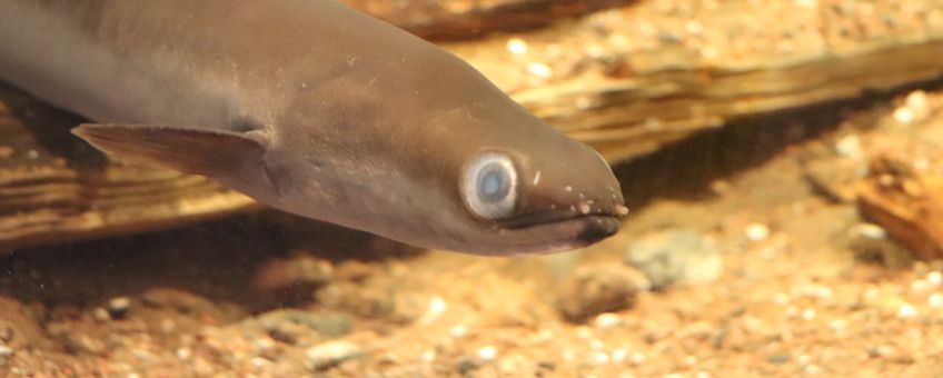 Een van de andere alen in het Finse aquarium