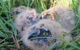 Jonge velduilen op het nest, nadat ze geringd zijn voor onderzoek