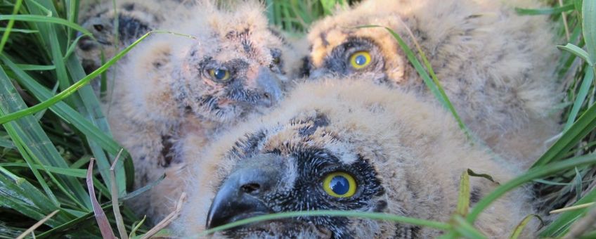 Jonge velduilen op het nest, nadat ze geringd zijn voor onderzoek