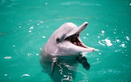 Bultrugdolfijn in een zwembad in Bahrein voordat deze weer in de oceaan wordt vrijgelaten.