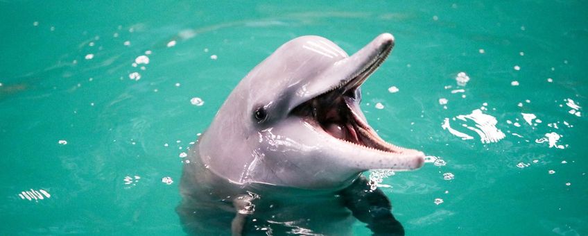 Bultrugdolfijn in een zwembad in Bahrein voordat deze weer in de oceaan wordt vrijgelaten.