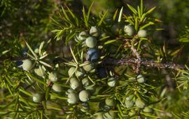 Juniperus communis. Jeneverbes