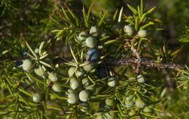 Juniperus communis. Jeneverbes