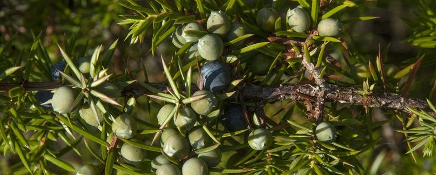 Juniperus communis. Jeneverbes