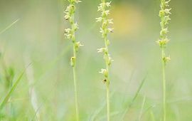 Mark Meijrink Honingorchis