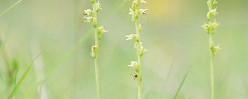 Honingorchis