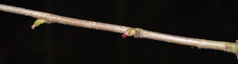 De vrouwelijke bloemen van de Hazelaar zijn slechts enkele millimeters groot, maar dankzij de knalrode stempels toch goed zichtbaar