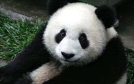 Wiki-pedia, public domain Mogen we de Reuzenpanda laten uitsterven als blijkt dat hij niet genoeg nut heeft voor de mens? (foto: Wikipedia)