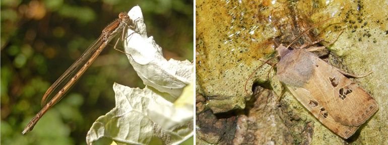 Bruine winterjuffer (links) en zwartvlekwinteruil (rechts)