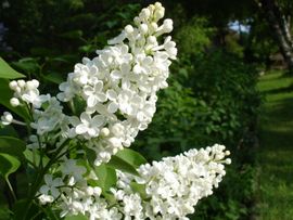 White lilac witte sering bloei