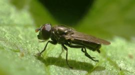 Een mannetje van de Atlantische bosglimmer. De ware identiteit van dit exemplaar kon achterhaald worden omdat het in een entomologische collectie is ondergebracht en nadien microscopisch onderzocht kon worden.