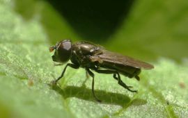 Menno Reemer Een mannetje van de Atlantische bosglimmer. De ware identiteit van dit exemplaar kon achterhaald worden omdat het in een entomologische collectie is ondergebracht en nadien microscopisch onderzocht kon worden.