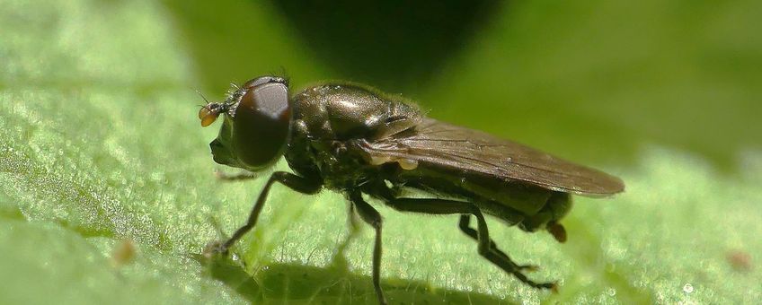 Een mannetje van de Atlantische bosglimmer. De ware identiteit van dit exemplaar kon achterhaald worden omdat het in een entomologische collectie is ondergebracht en nadien microscopisch onderzocht kon worden.