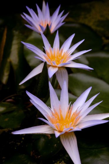 Egyptische lotus, eigenlijk een waterlelie (Nymphaea caerulea)