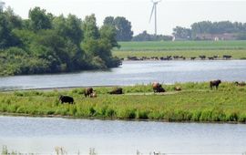 De Hellegatsplaten in het Zuid-Hollandse deel van het Volkerakmeer