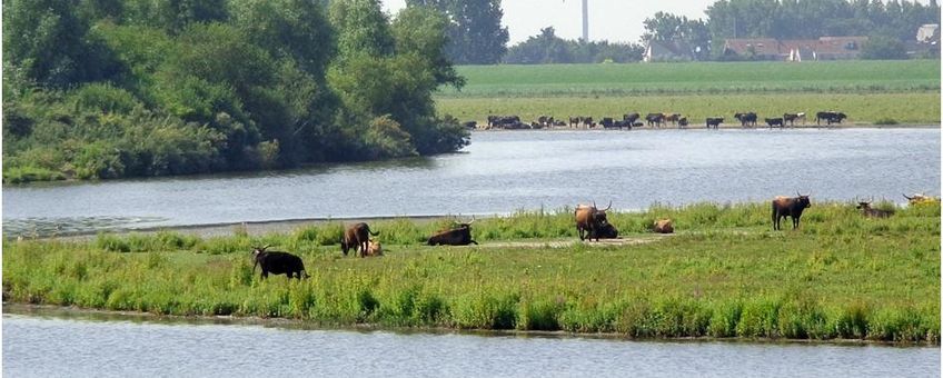 De Hellegatsplaten in het Zuid-Hollandse deel van het Volkerakmeer